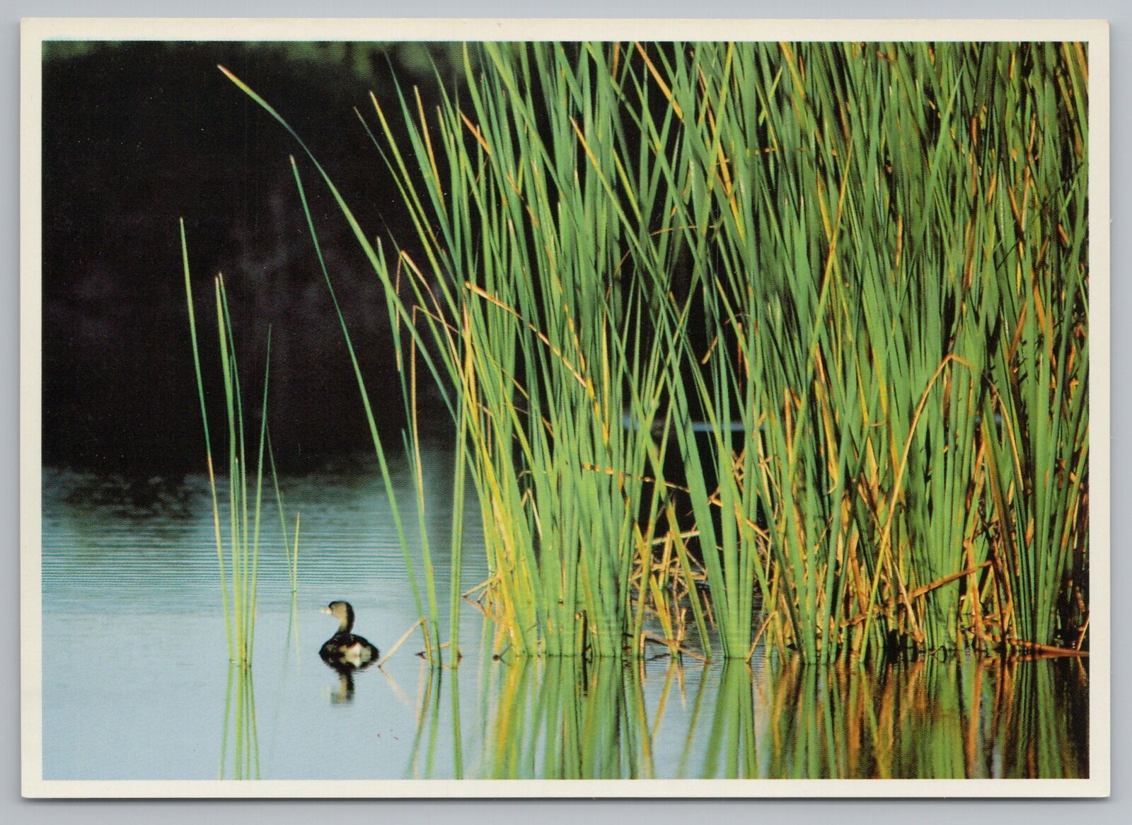 Animal~Pied Billed Genus~Fresh Water Marsh With Vegetation~Continental Postcard