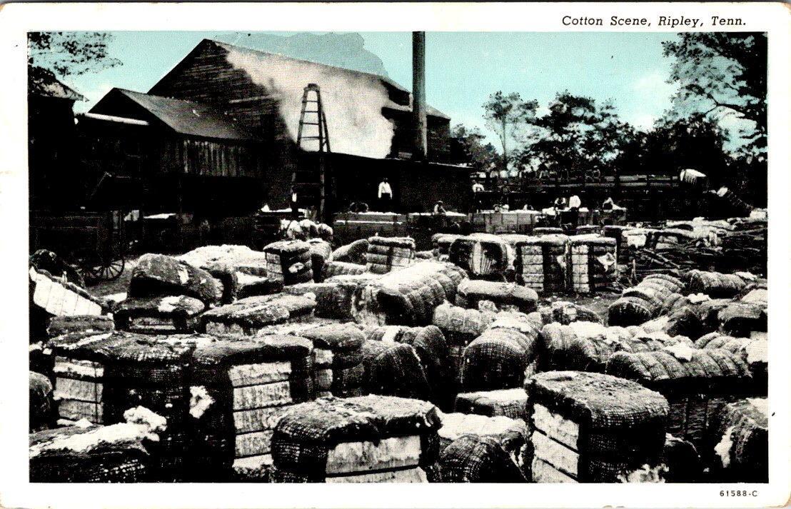 Ripley, TN Tennessee  COTTON SCENE Warehouse~Workers LAUDERDALE CO 1947 Postcard