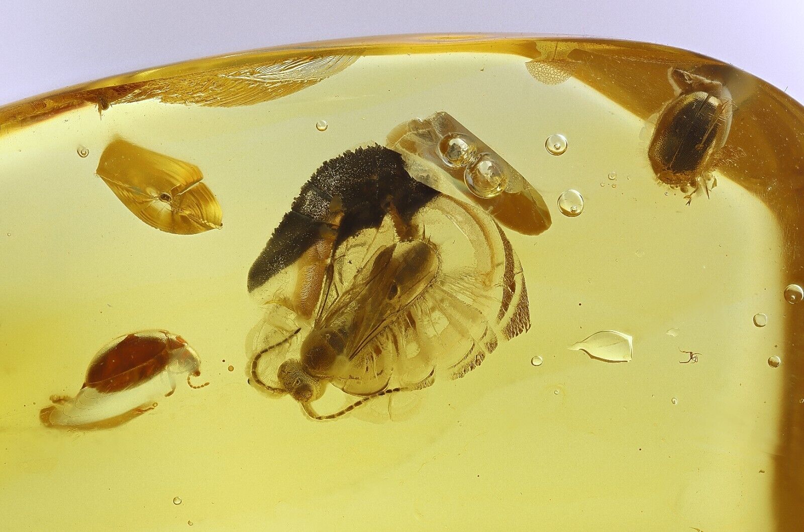 Wasp Hymenoptera, Two Marsh Beetles Scirtidae Ukrainian Rovno amber #11749R