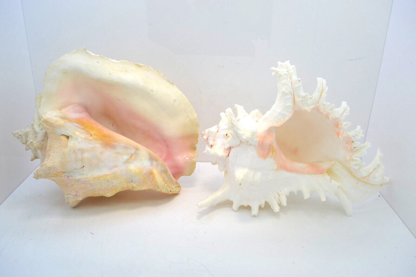 Real Large Horned Conch Sea Shell Lot of 2 Shell Nautical Beach Wedding Decor