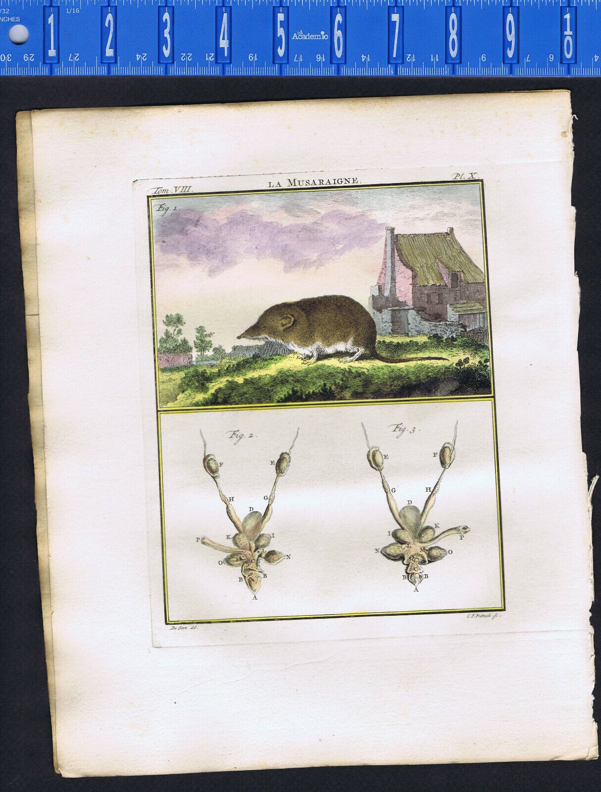 Shrew with Reproductive/Sexual Organs - Hand Colored 1767 Buffon