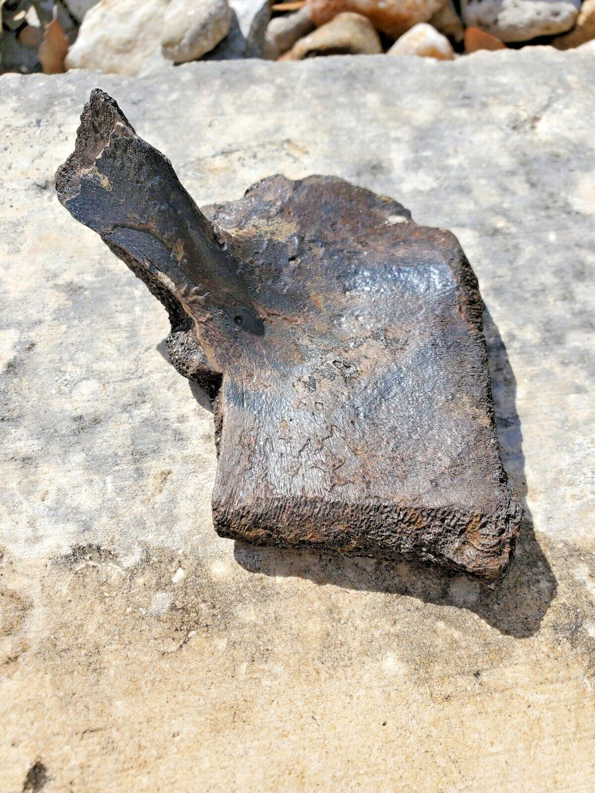 Fossil Horse Pelvis Fragment Florida Ice Age Pleistocene