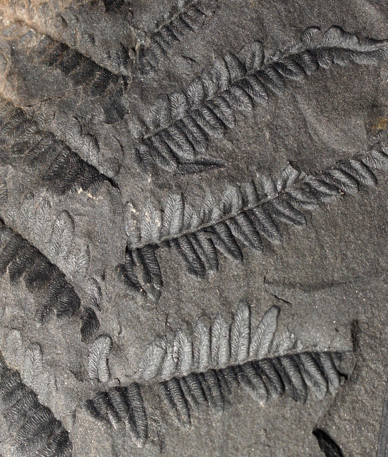 Fossil plant Carboniferous tree seed fern leaf Neuralethopteris leaf