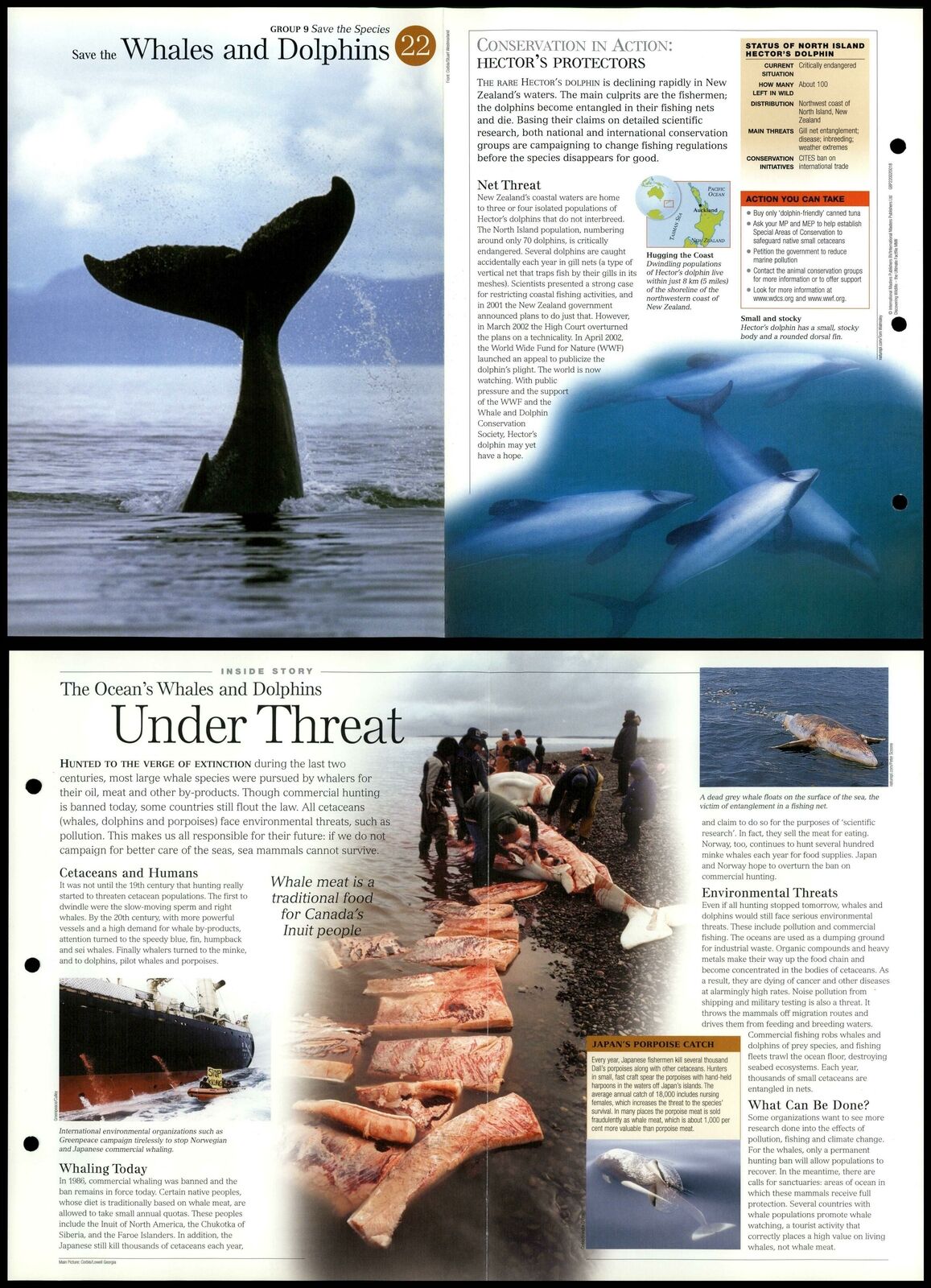 Whales & Dolphins #22 - Save Species Discovering Wildlife Fact File Card