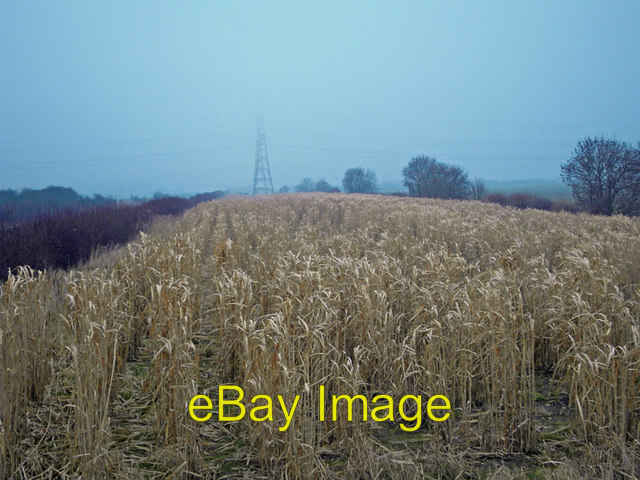 Photo 6x4 Miscanthus Biofuel Crop near Horkstow Bridge Photo taken on a v c2009