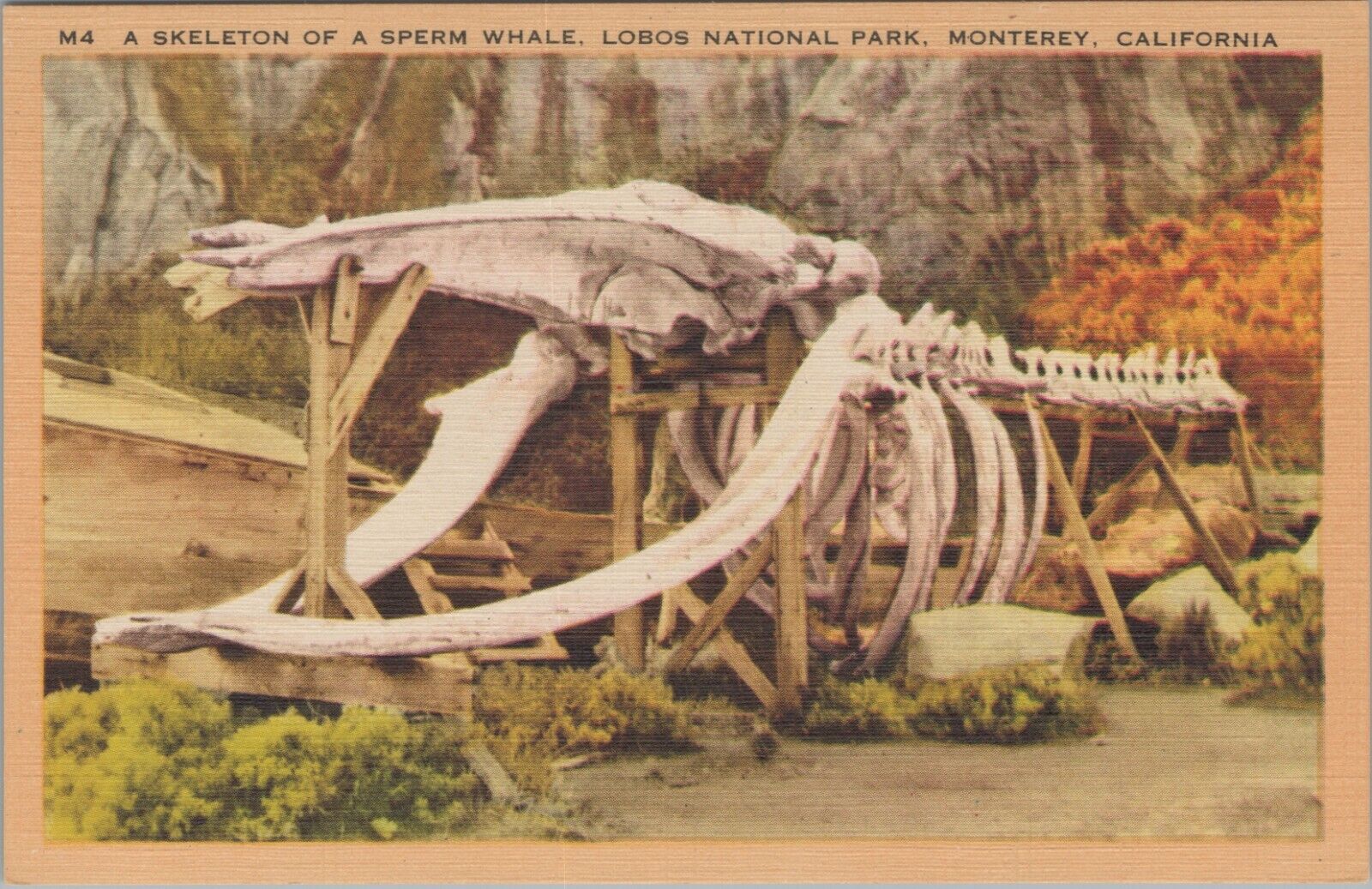Sperm Whale Skeleton Monterey California Lobos National Park c1930s linen B224