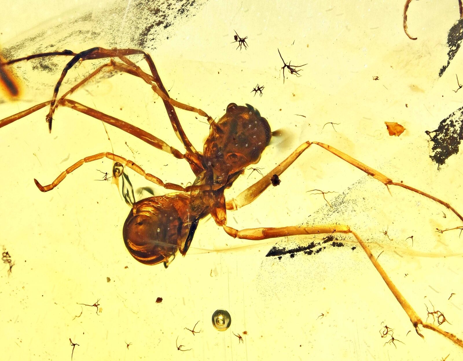 Extinct Large Ant with stinger Fossil inclusion in Burmese Amber