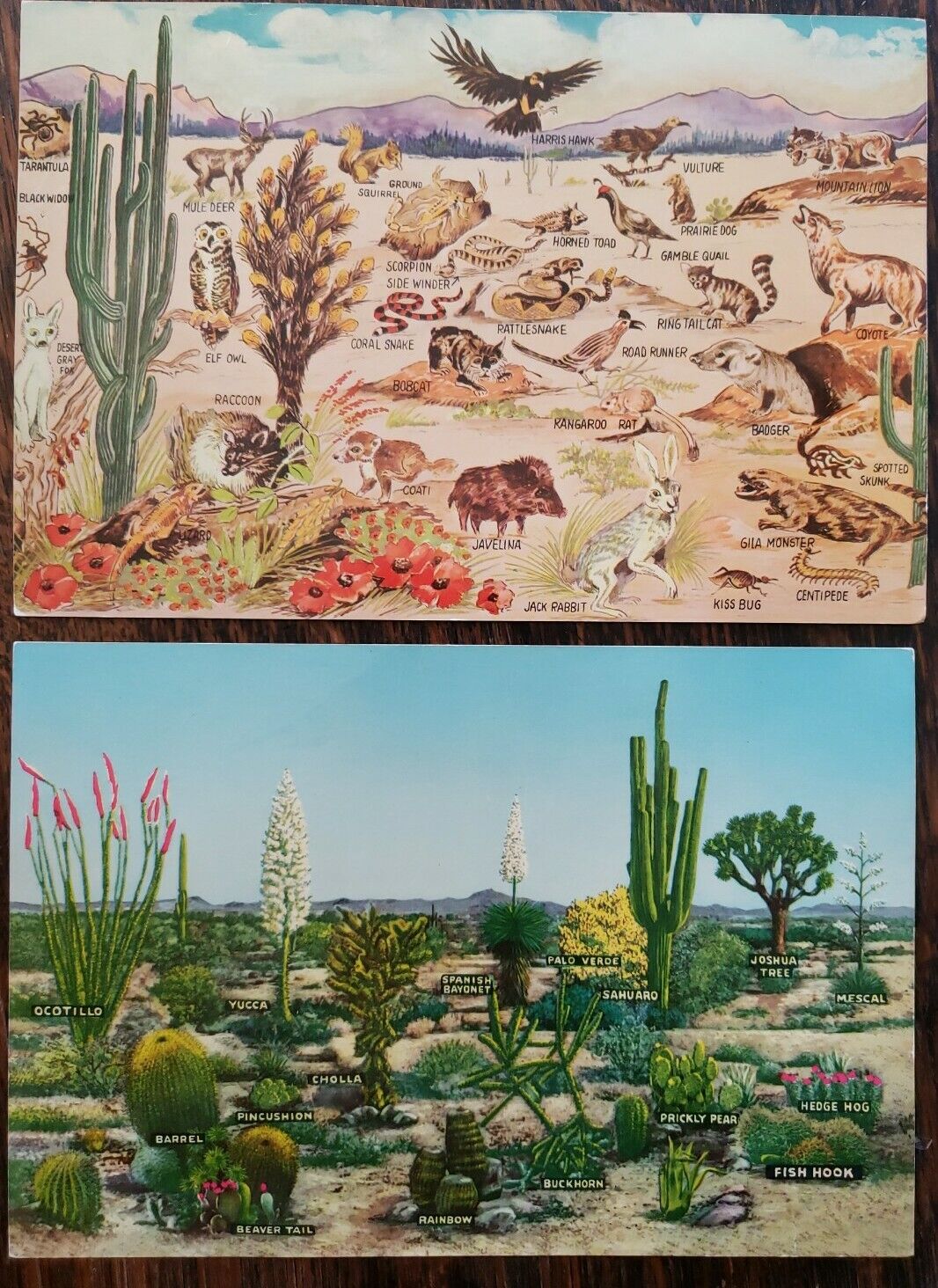 DESERT Jumbo Postcard\'s Vintage 1960\'s