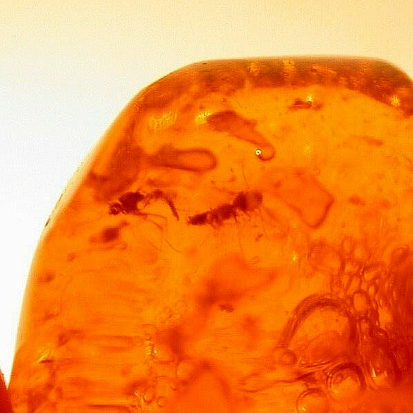 Super RARE Mating Flies Water Enhydros Moving Air in Dominican Amber Fossil