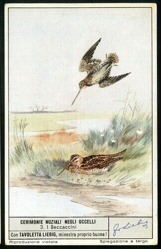 Bird Mating Ritual - Wilson's Snipe 60+ Y/O Trade Ad  Card