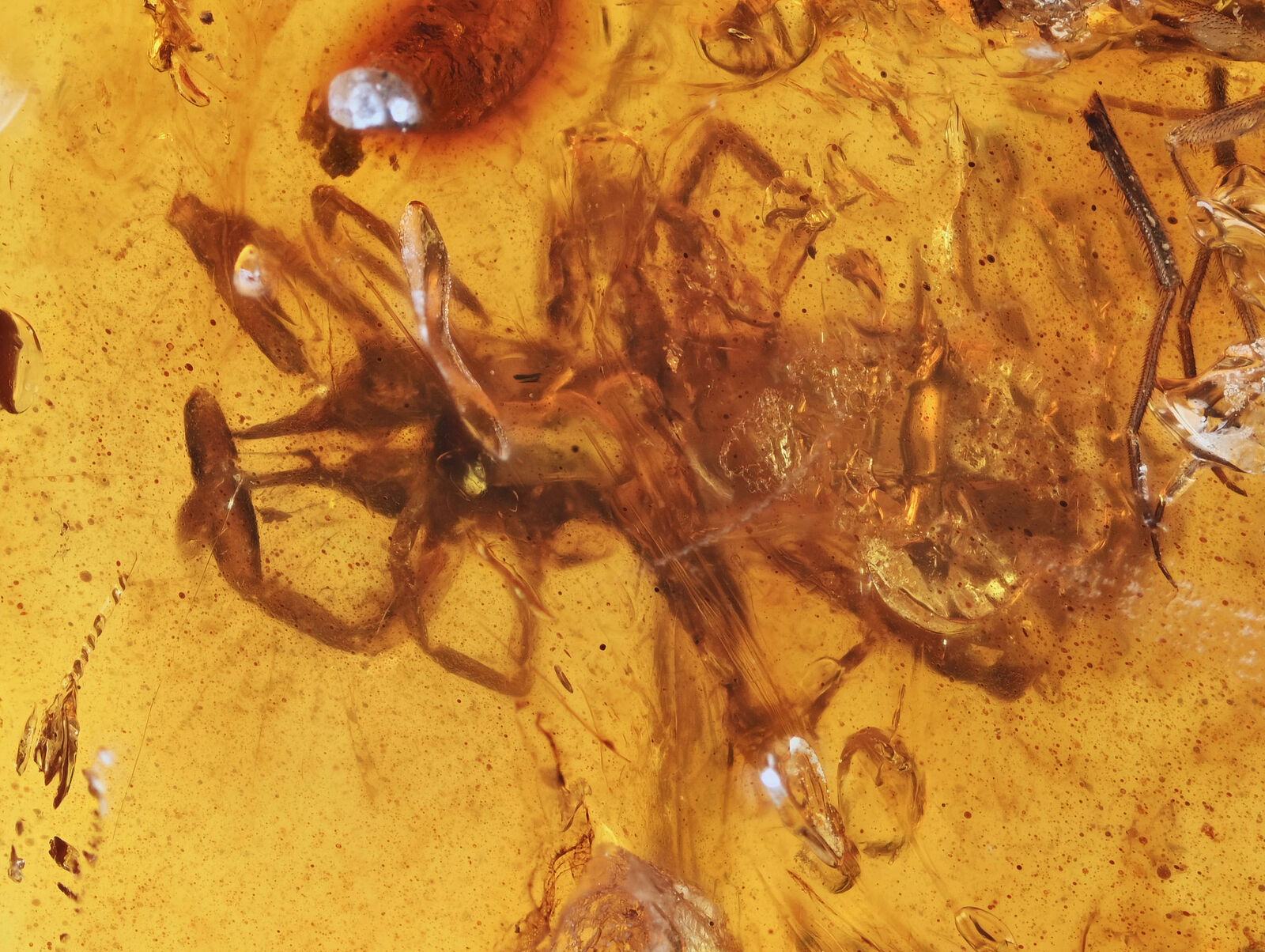 Rare Solifugae (Camel Spider), Fossil inclusion in Burmese Amber