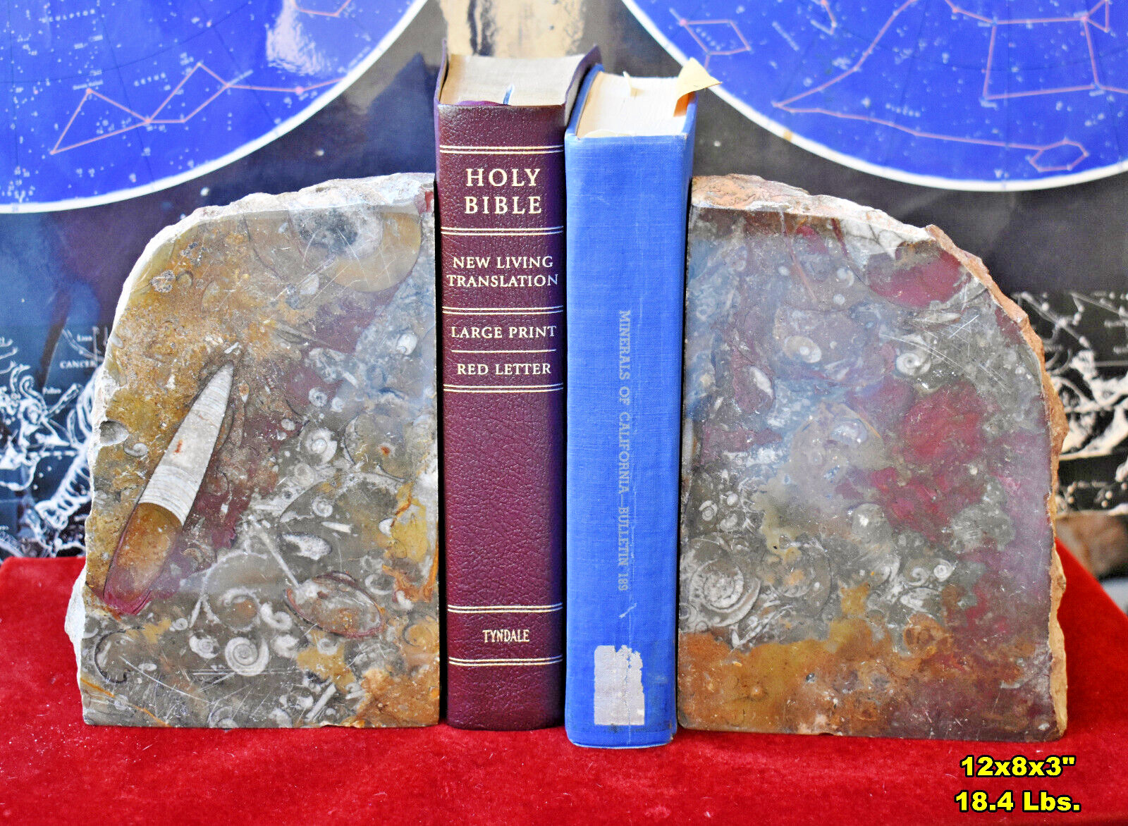 Extra LARGE FOSSIL BOOKENDS w/ Orthoceras Ammonite etc * 12x8x3