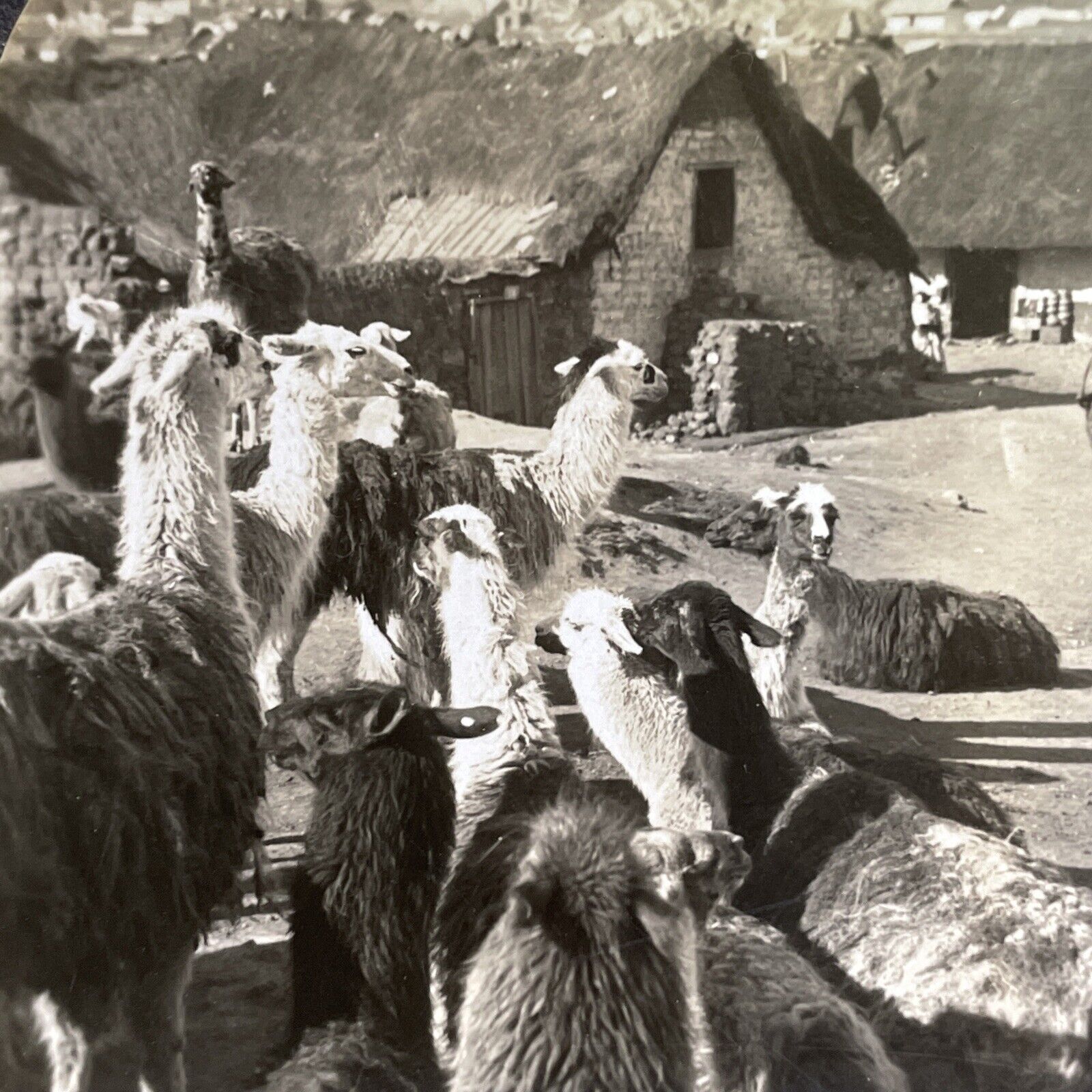 Antique 1918 Llamas In Cerro De Pasco Peru Stereoview Photo Card P1479