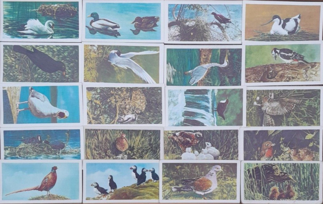 VTG 1954 BROOKE BOND BRITISH BIRDS FRANCES PITT SERIES FULL SET OF 20 TEA CARDS