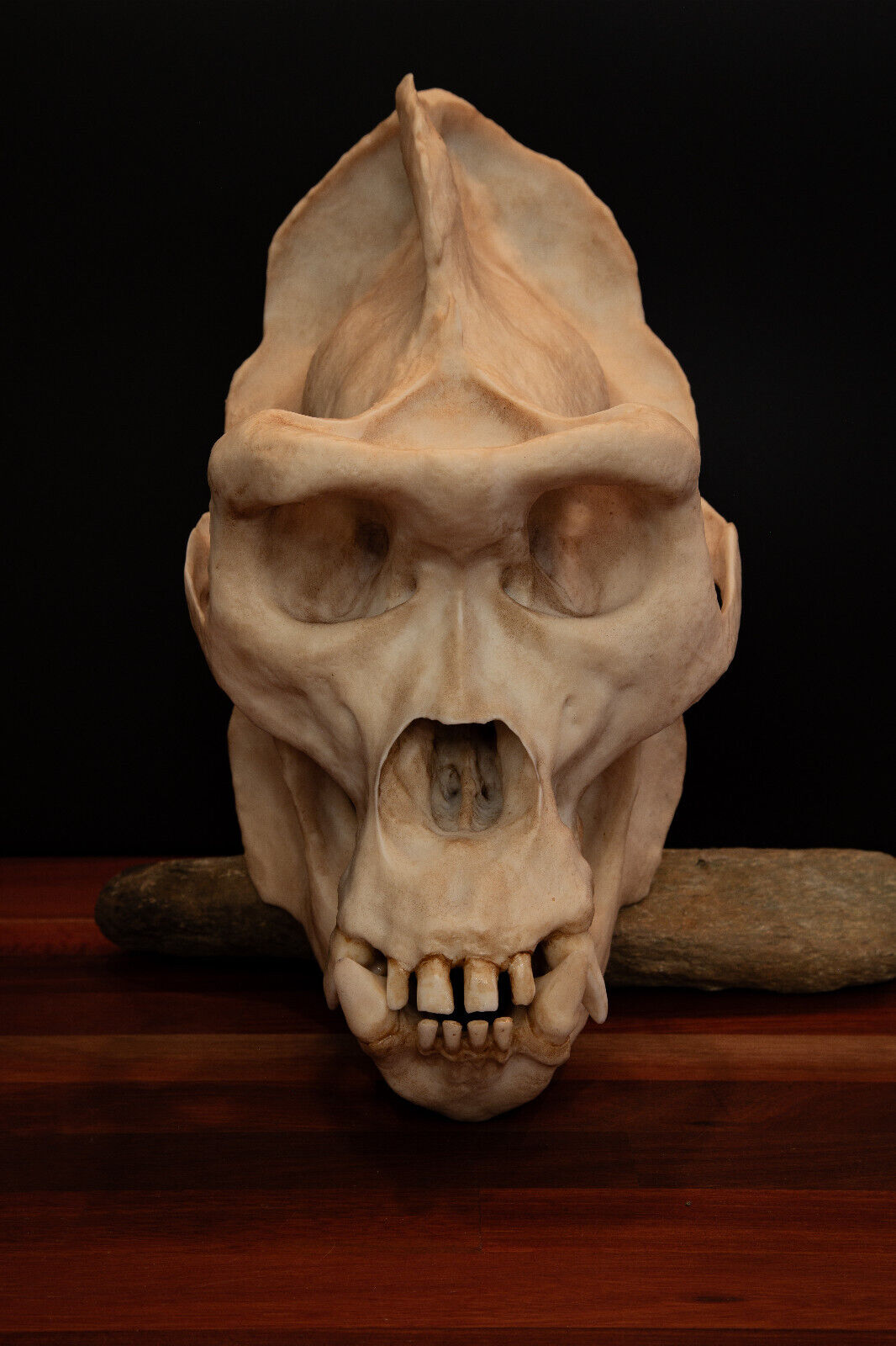 Male Gorilla Skull, large Replica Skull (Full Sized) - FREE delivery world wide.