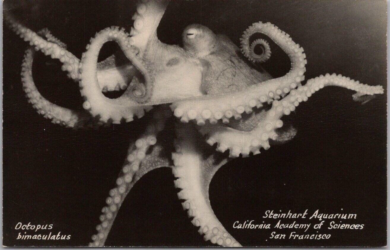 SAN FRANCISCO, California RPPC Photo Postcard STEINHART AQUARIUM Octopus View