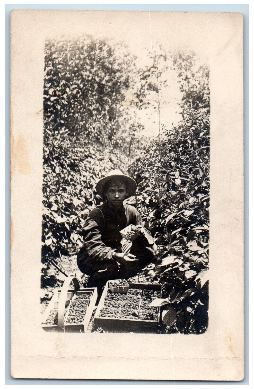 Man Harvesting Blackberries Postcard RPPC Photo Farming Gardening c1910's