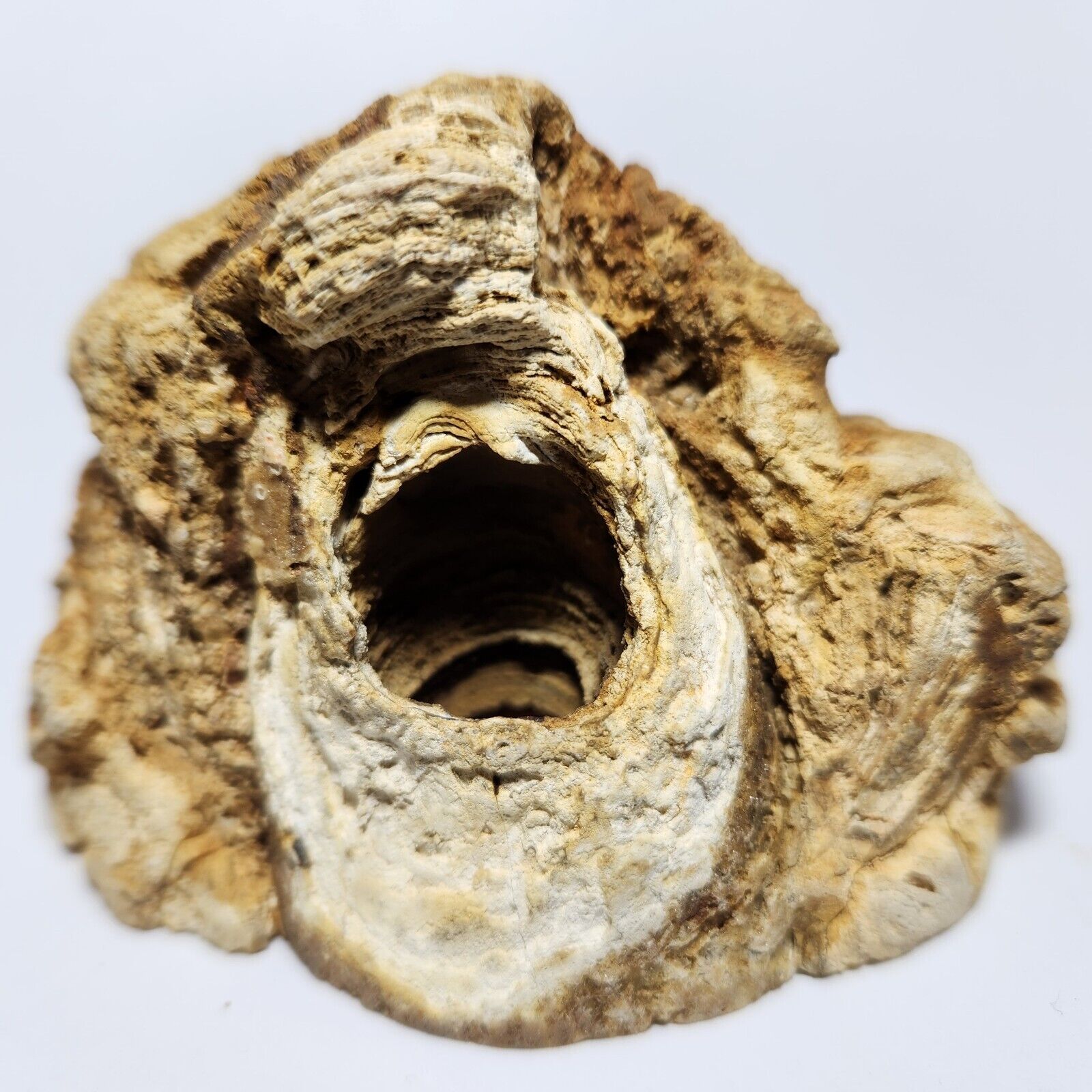 Polished Stromatolite Fossil, Conophyton Basalticum, Cambrian, Australia, 319g