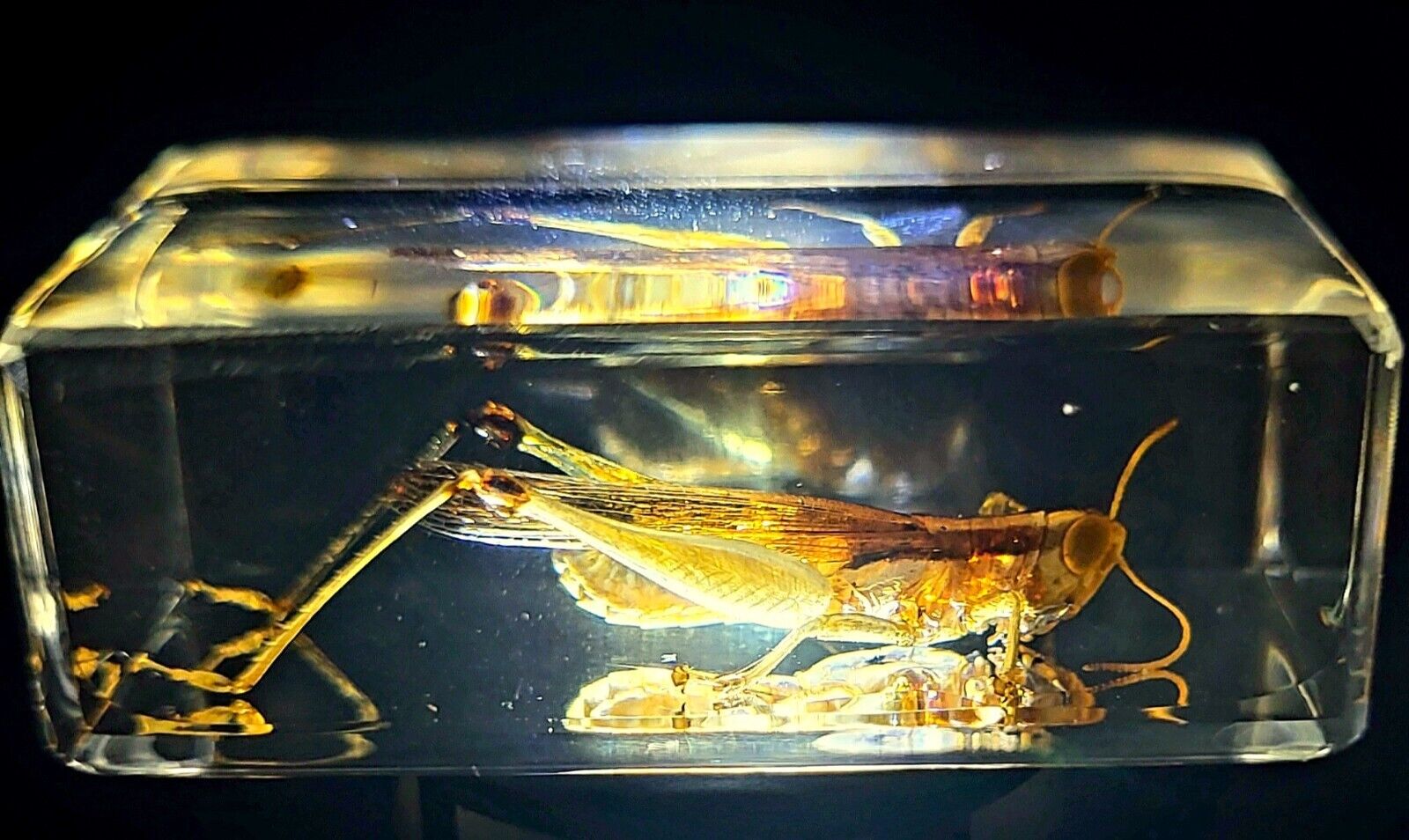 44mm Real Grasshopper in Crystal Clear Lucite Resin Science Education Specimen