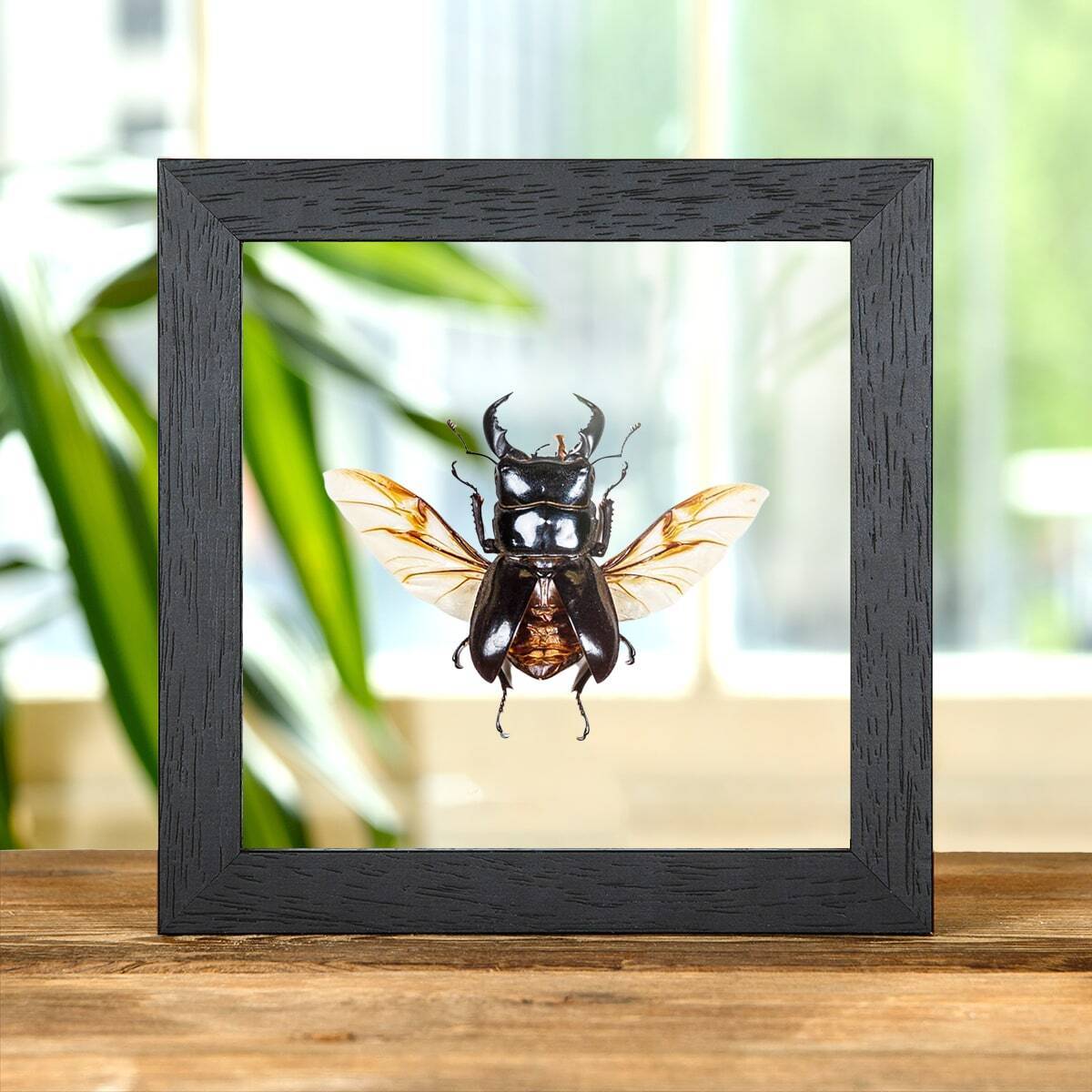 Wing-spread Giant Stag Taxidermy Beetle Frame (Dorcus titanus)