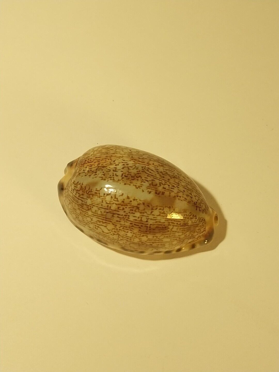 Hand Picked Sea Shell - Arabica Eglantine