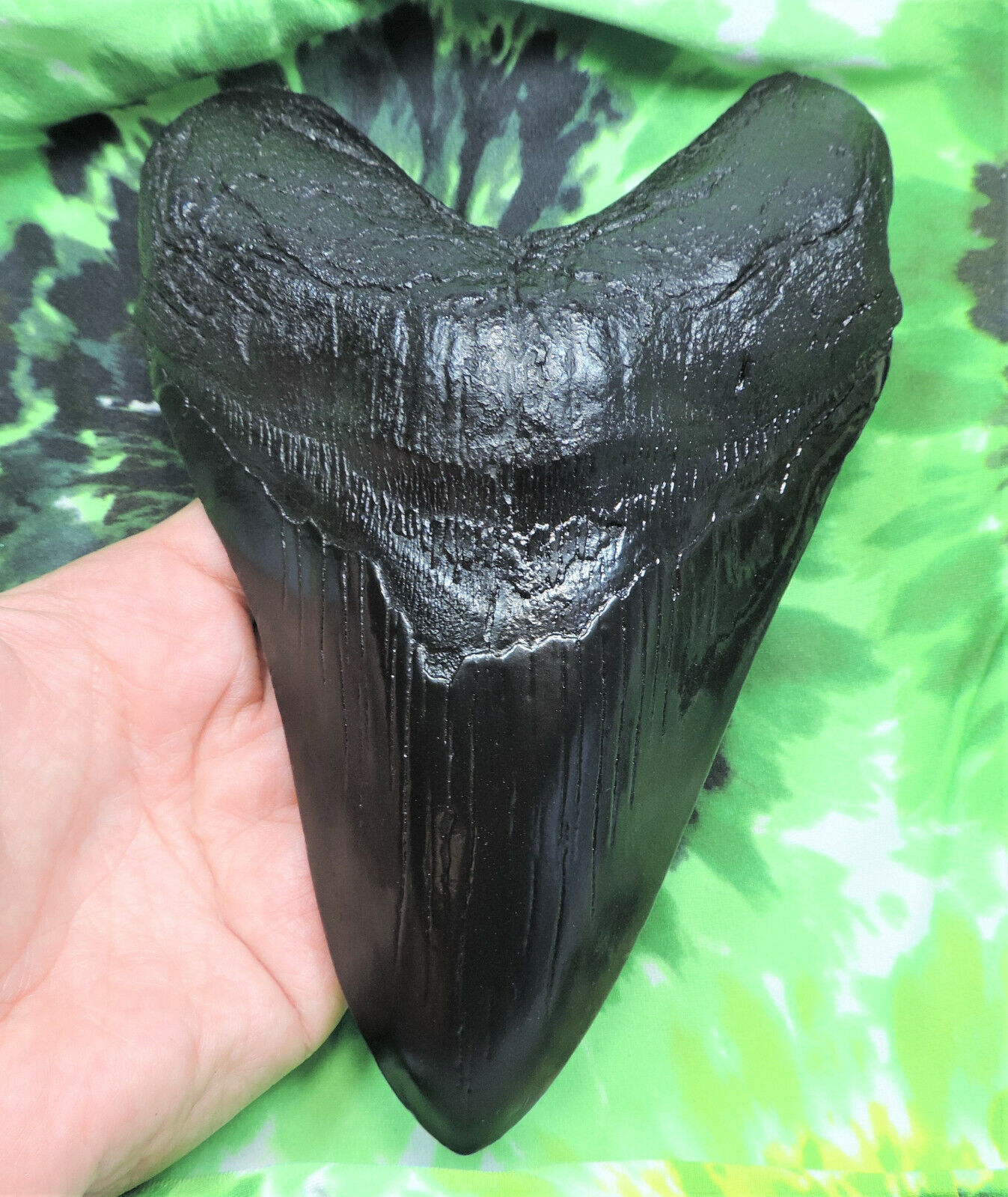7'' RECORD SIZED  MEGALODON TOOTH REPLICA/FOSSIL SHARKS TOOTH TEETH