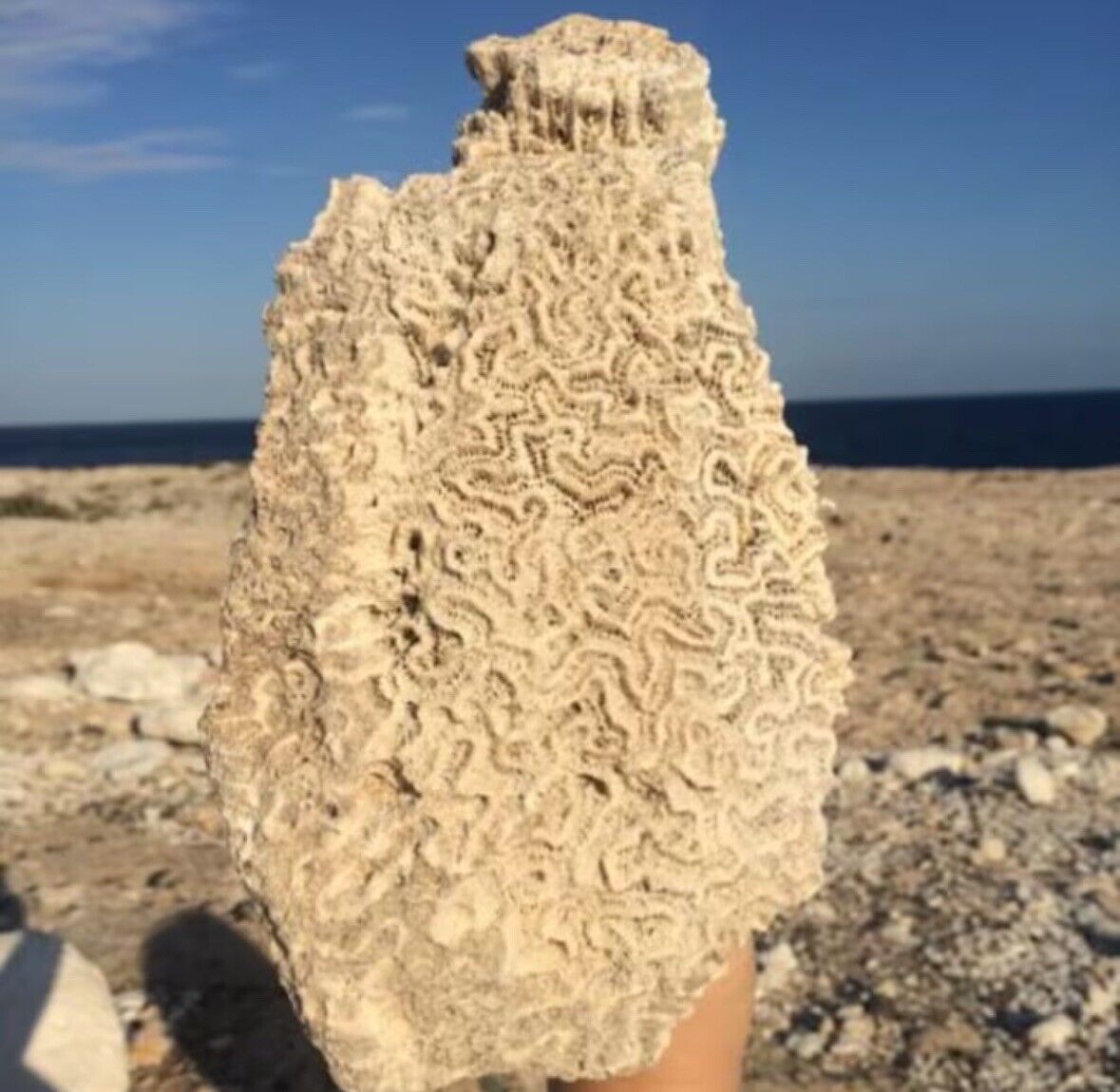 Fossil Brain Coral, Authentic Sea Coral, Huge Brain Coral, Caribbean Coral White