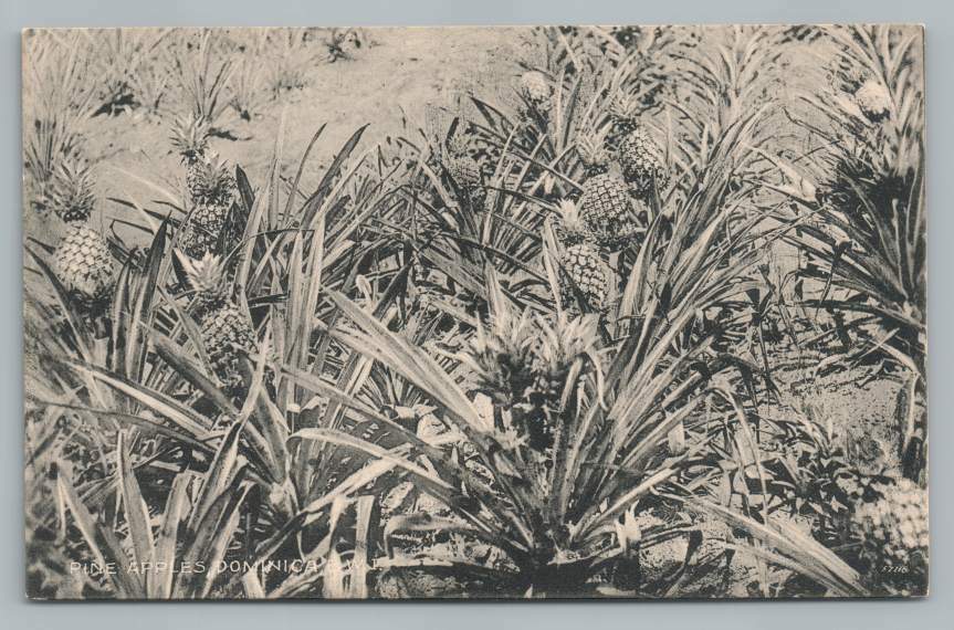 Pine Apple Plantation DOMINICA British West Indies Antique Postcard 1910s