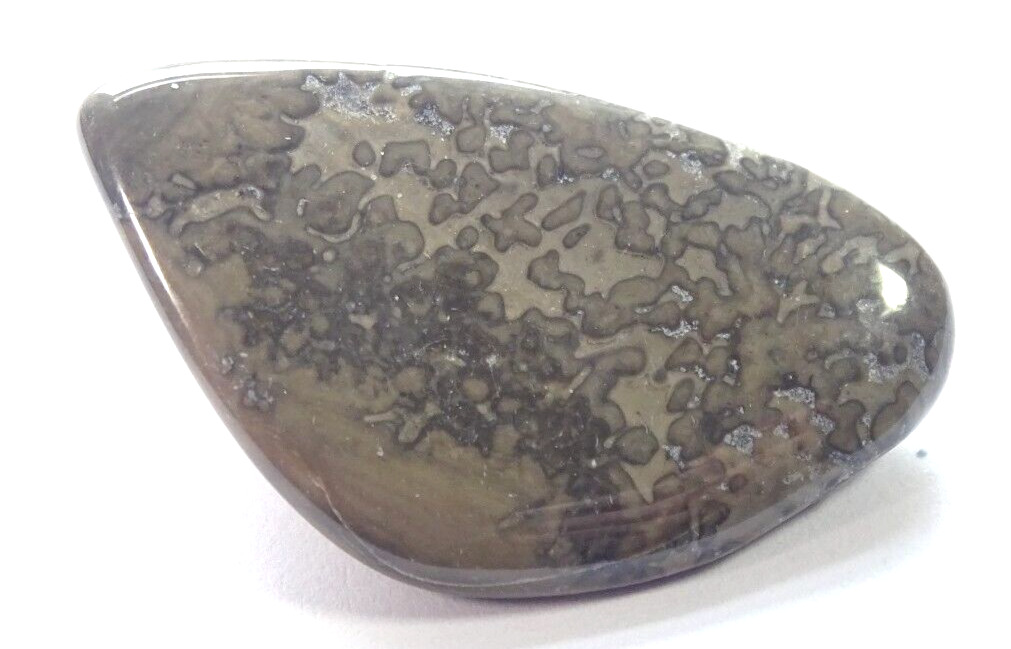 COTHAM MARBLE TUMBLESTONE - 3.5 x 2.0 cms 8.99 gms #21 - stromatolites UK
