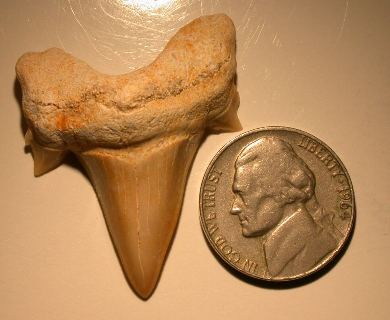 Superb EXTINCT Otodus Fossil Shark Tooth Megalodon 1.38 Inches Nice Cusps