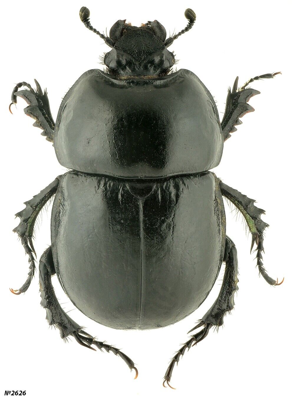 Coleoptera Geotrupidae sp. China W Sichuan 19mm