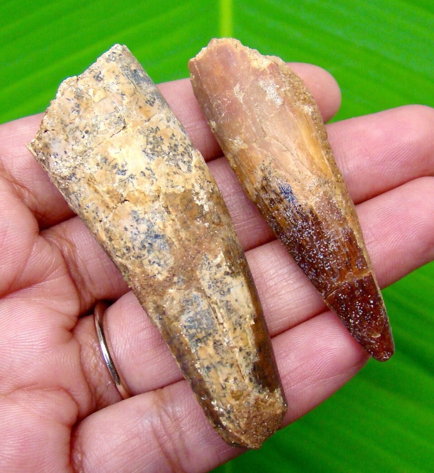 SPINOSAURUS DINOSAUR TOOTH - 2.49” & 2.18 INCHES - TWO REAL FOSSIL 