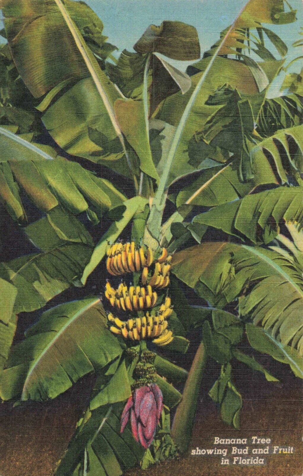 Banana Tree Showing Bud & Fruit in Florida, Vintage Postcard