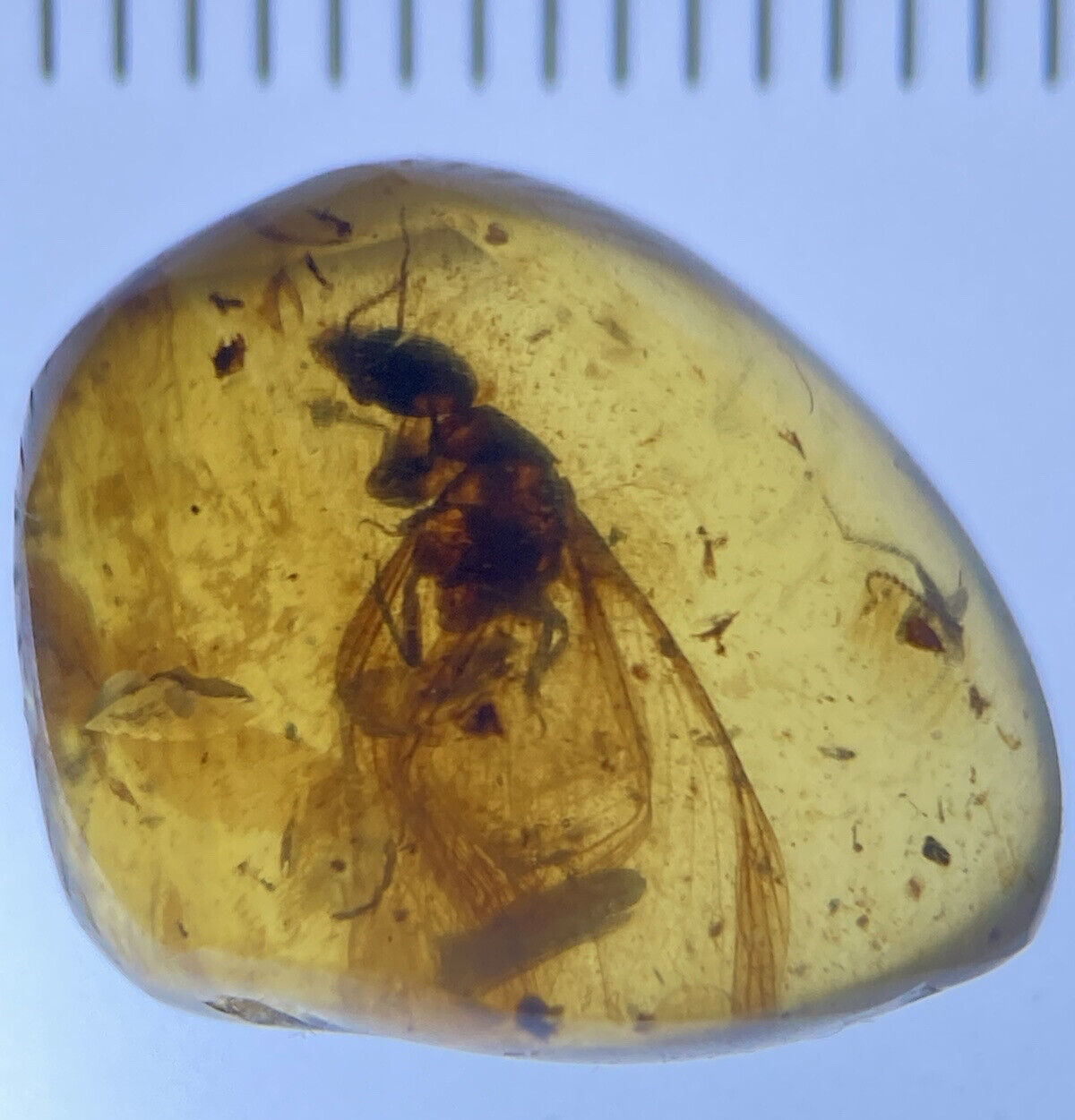 Large Winged Termite, Fossil In Genuine Burmite Amber, Dates 98MYO