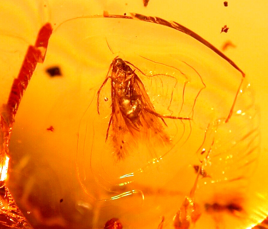 Beautiful Lepidopteran with Ripple Marks Wasp in Dominican Amber Fossil Gem