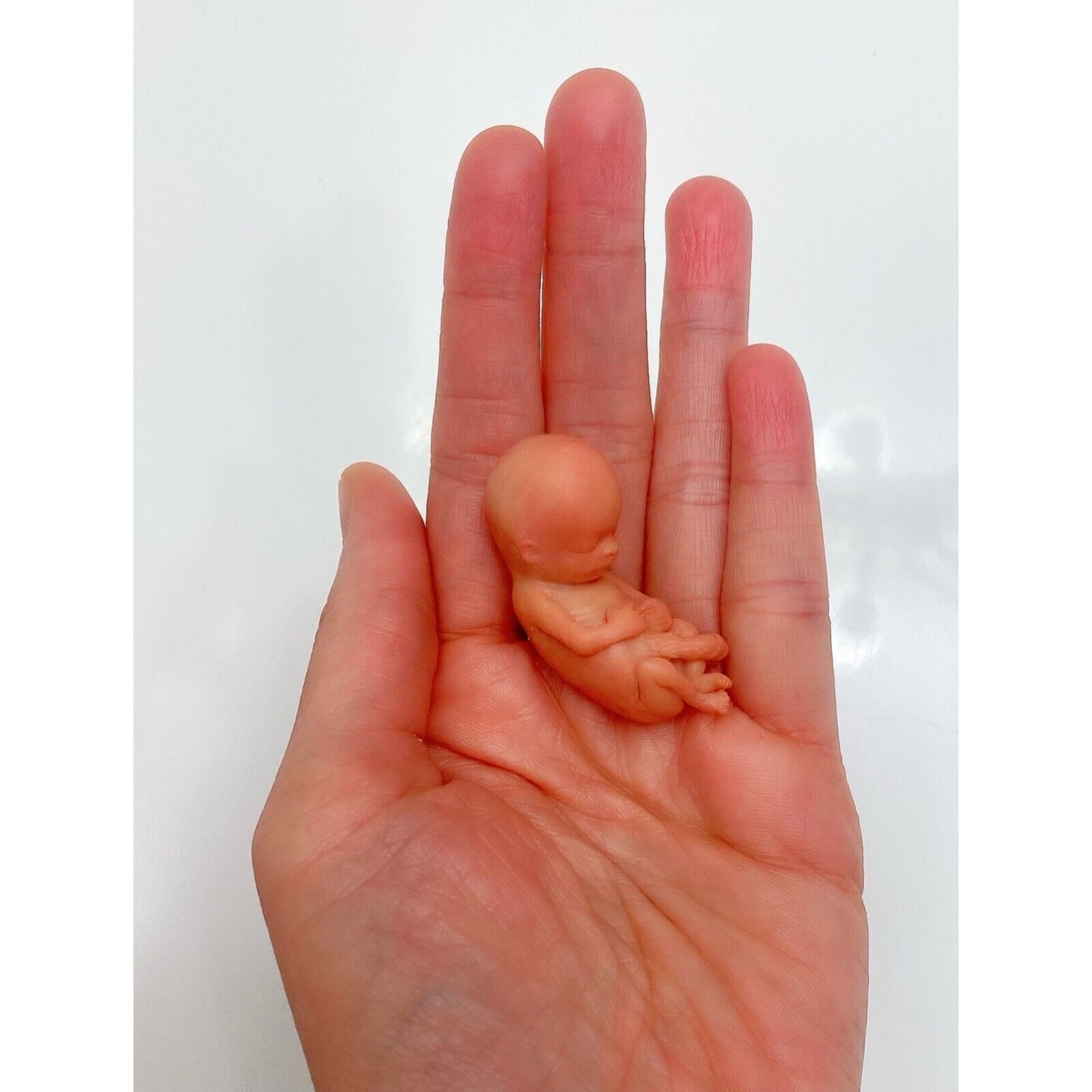 11 Weeks Baby Fetus, Stage of Fetal Development (Memorial/Miscarriage/Keepsake)