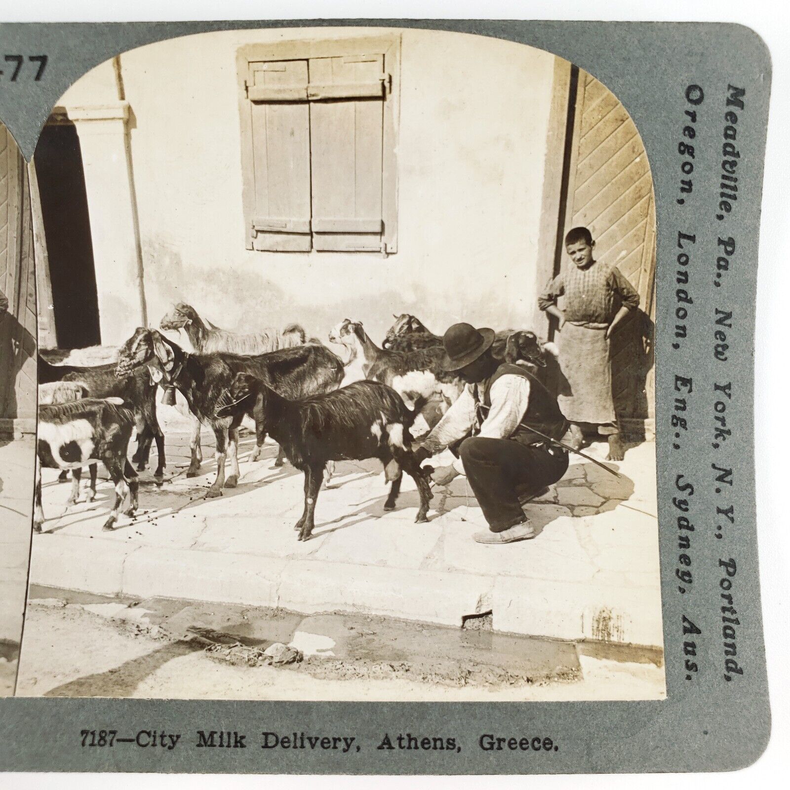 Milking Goats Athens Greece Stereoview c1906 Greek City Delivery Street A2735