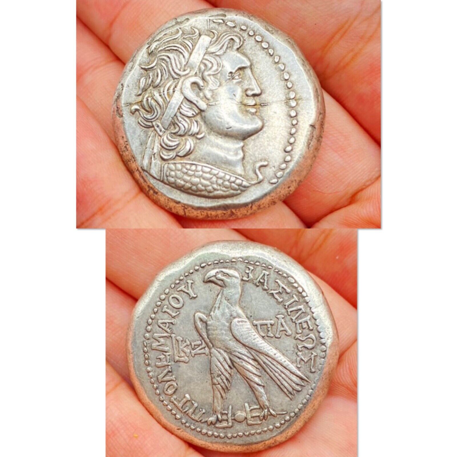 Standard Circulation Coin Ptolemy VI Philometor (181 BC - 145 BC)  Bacteria Coin