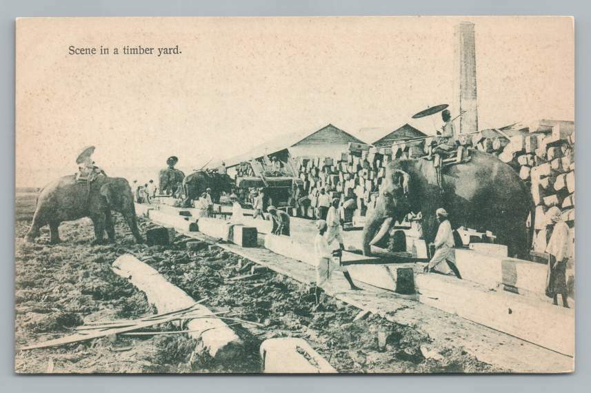 Timber Yard w Work Elephants RANGOON Antique Burma Klier Postcard 1900s