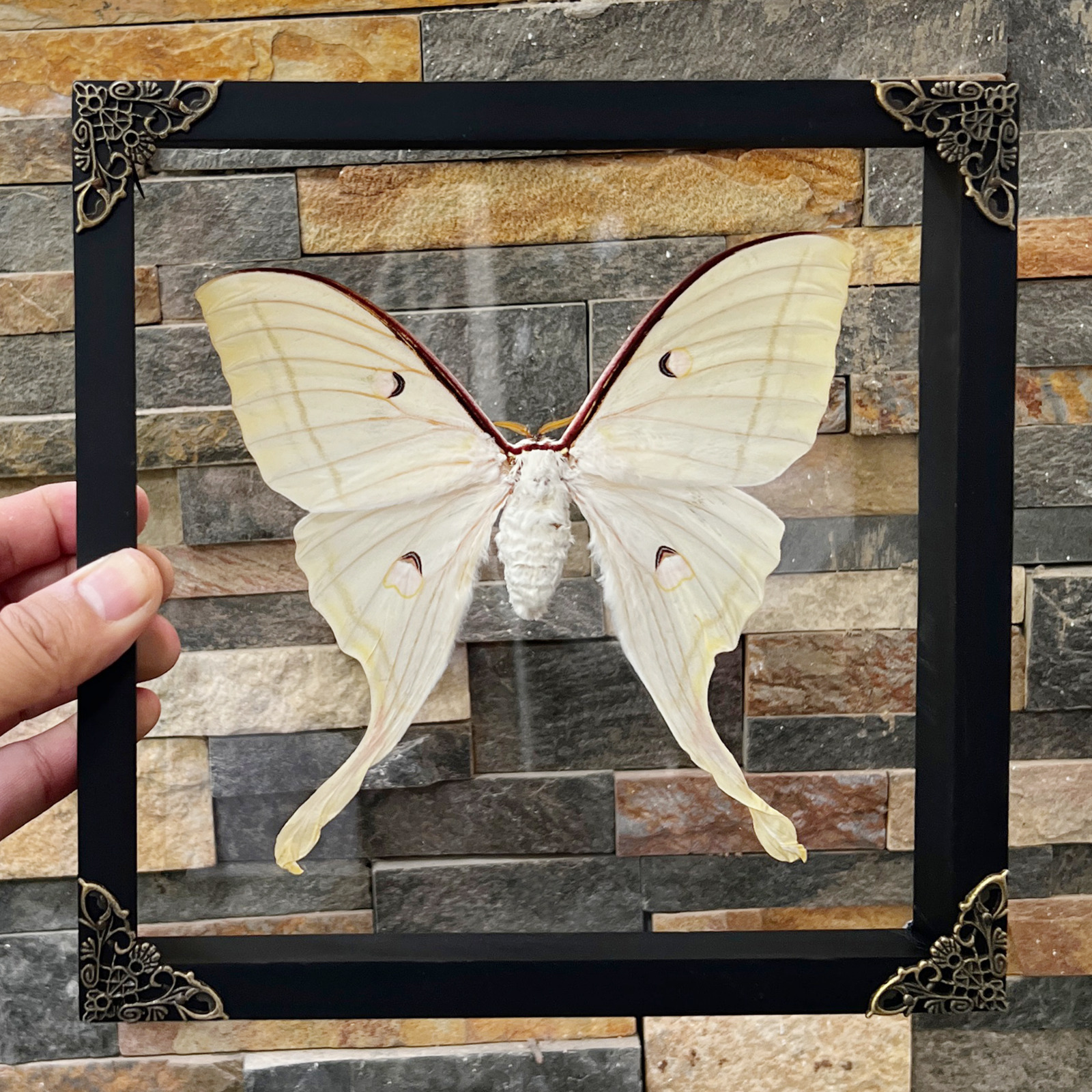 Real Luna Moth Actias Butterfly Specimen Oddities Taxidermy Tabletop Wall Decor