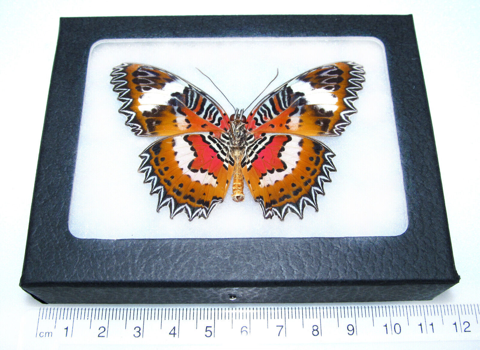 Cethosia hypsea verso REAL FRAMED BUTTERFLY RED ORANGE INDONESIA