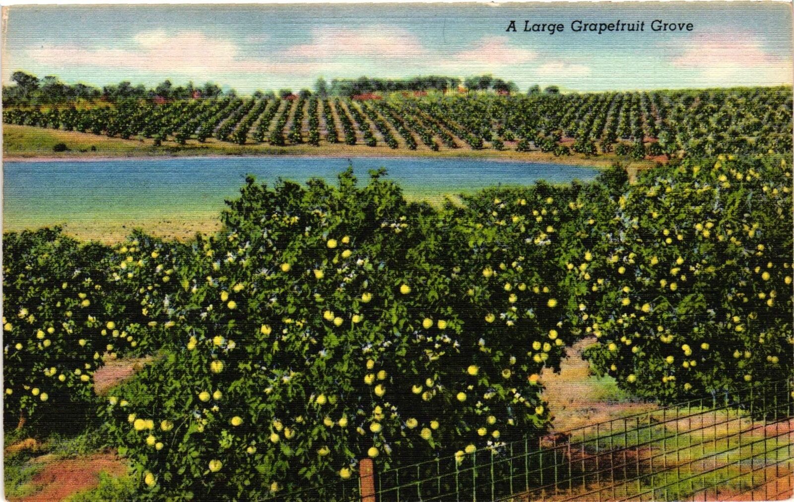 Vintage Postcard- A Large Grapefruit Grove.