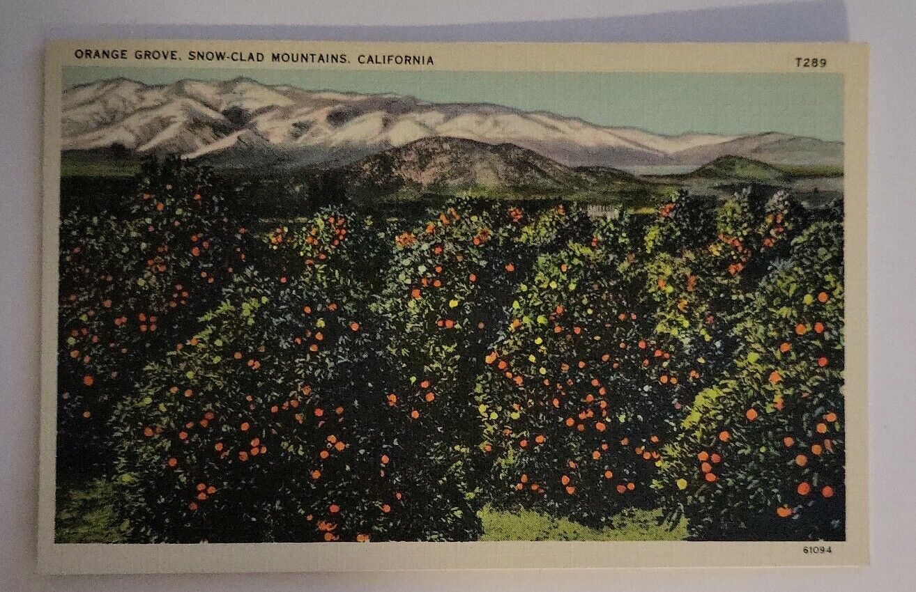 Orange Grove, Snow-Clad Mountains, California Linen Postcard Unposted