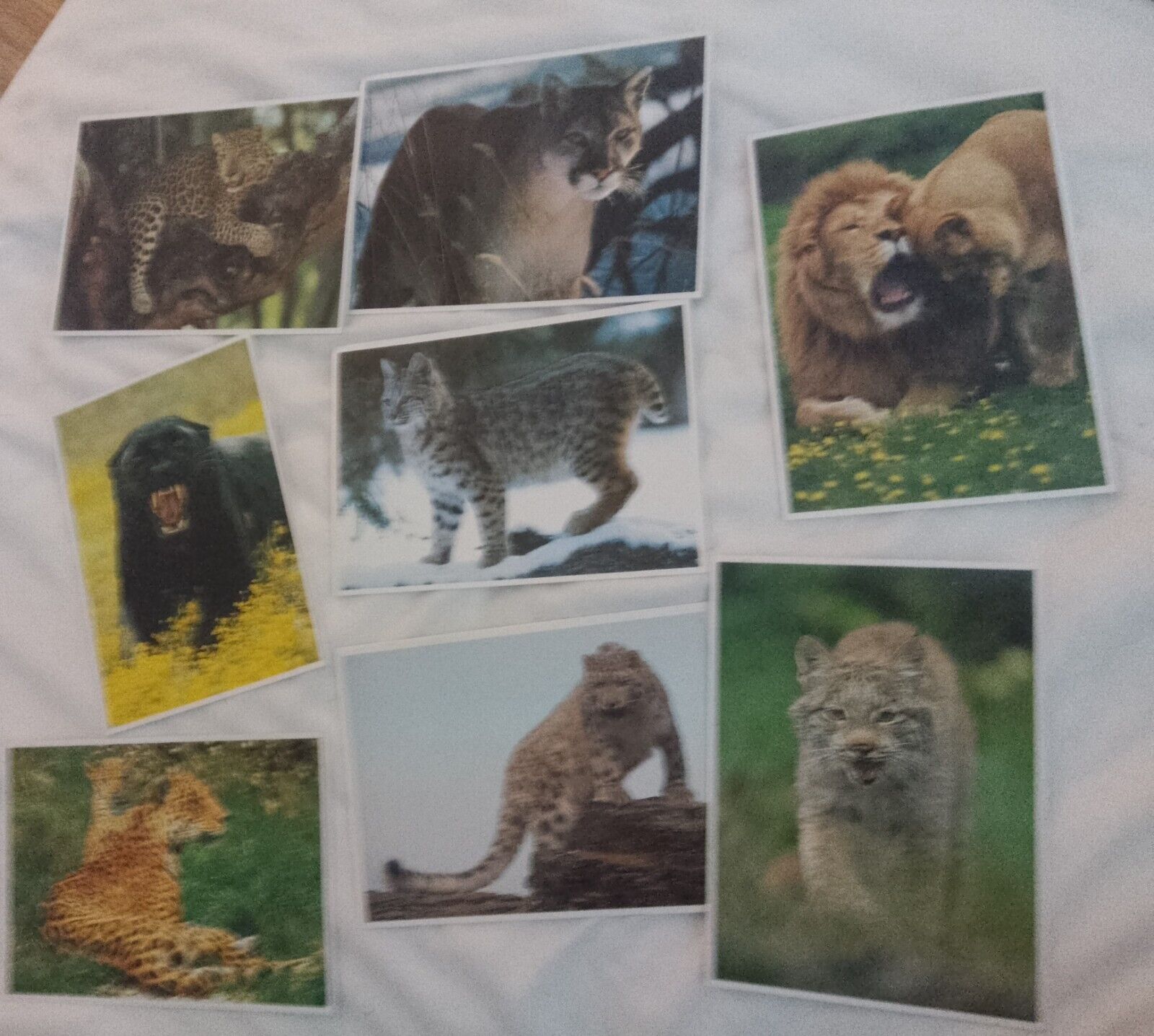 National Geographic World Cat Series Cards Lot of 8