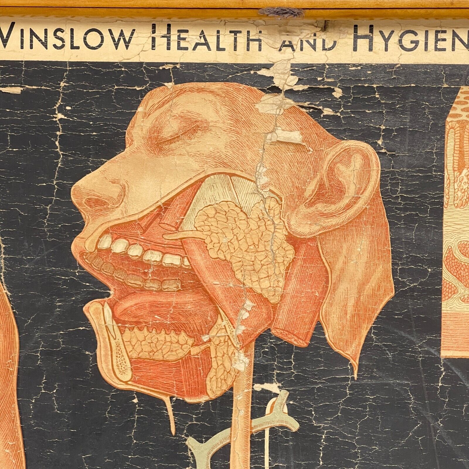 Vintage 30's Winslow Digestion Wall Chart Denoyer Geppert Medical Anatomy Occult