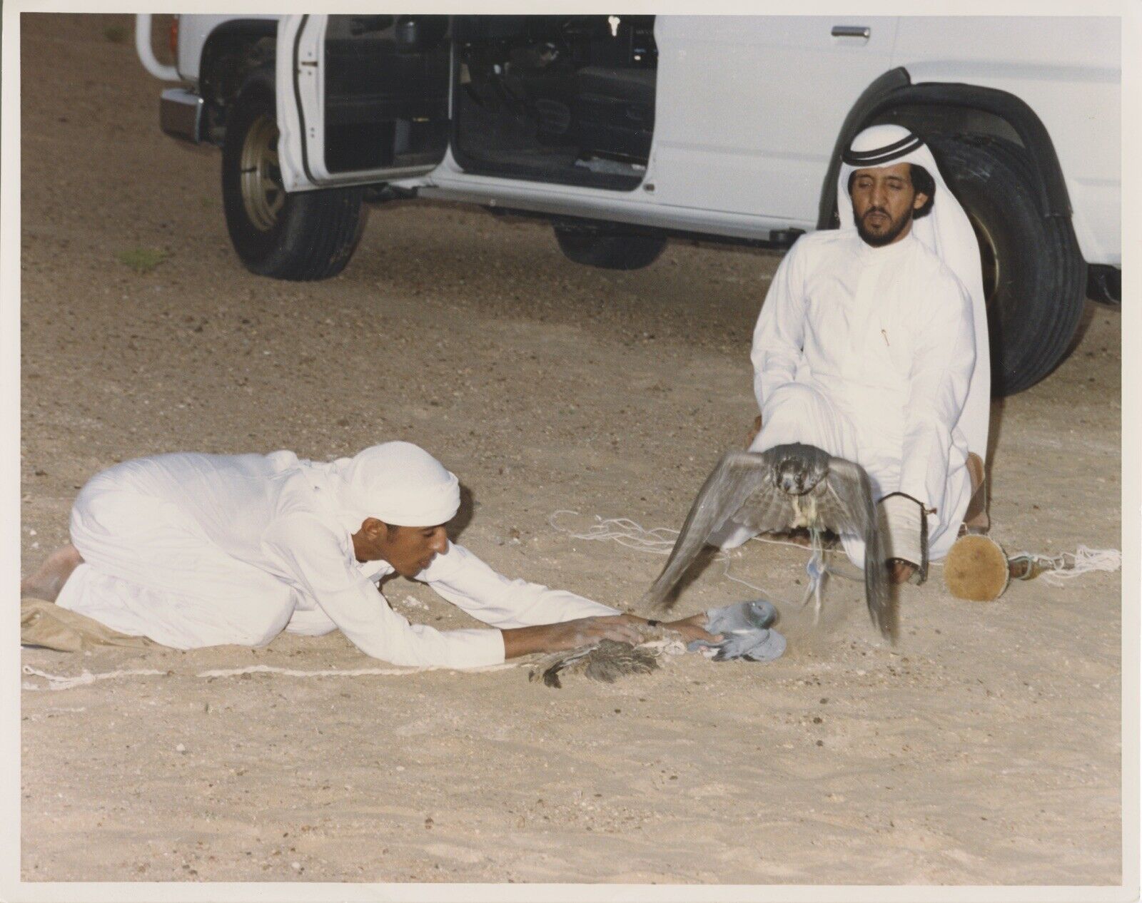UAE  Traditional Falconry  Falcon Original Photograph A9089 A9