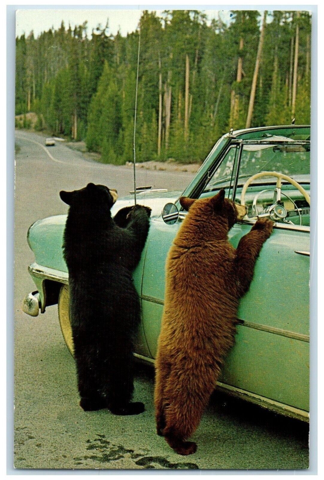 c1960 Black Bear Cubs Yellowstone National Park Radio Antenna Wyoming Postcard