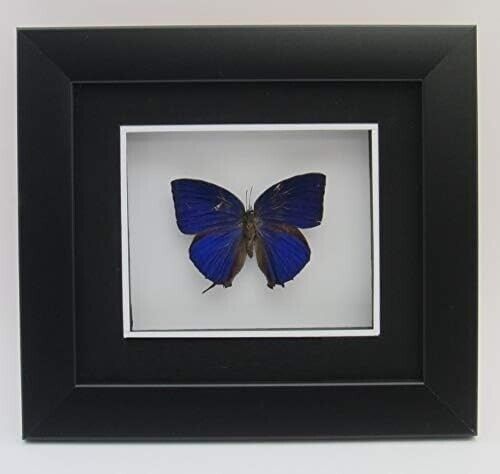 Arhopala Hercules Framed Taxidermy Butterfly ~ OOAK Christmas & Birthday Gift