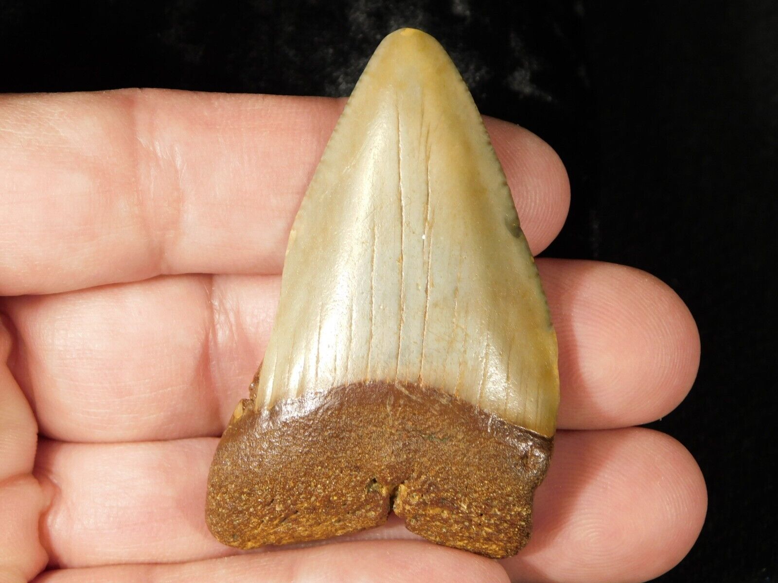 Larger ANCESTRAL Great White SHARK Tooth Fossil 100% Natural 23.8gr