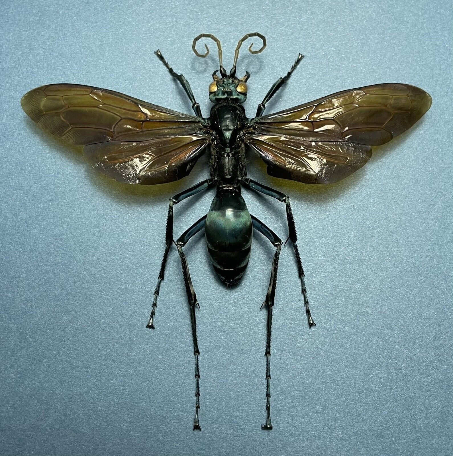 Hymenoptera Sp. Pepsis Heros 107mm Wingspan Peru Pompilidae Tarantula Hawk Wasp
